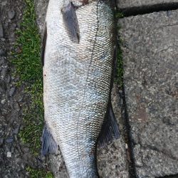 伊豆下田フィッシング 釣果