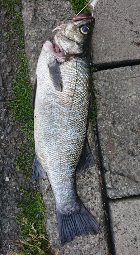 伊豆下田フィッシング 釣果