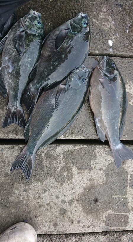 伊豆下田フィッシング 釣果