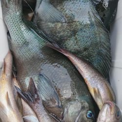 伊豆下田フィッシング 釣果