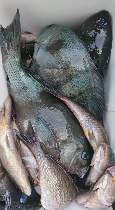 伊豆下田フィッシング 釣果