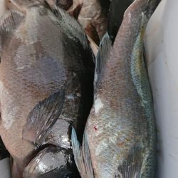 伊豆下田フィッシング 釣果