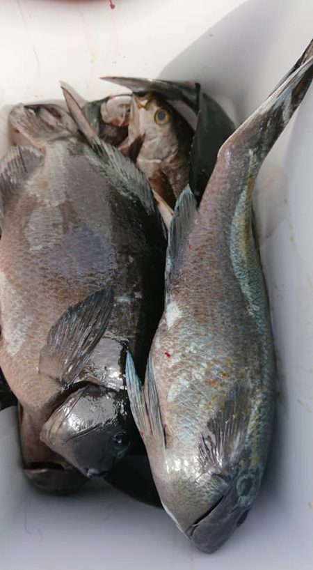 伊豆下田フィッシング 釣果