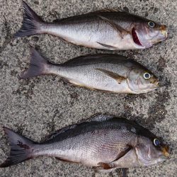 伊豆下田フィッシング 釣果