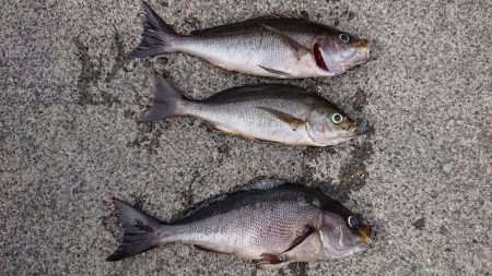 伊豆下田フィッシング 釣果