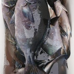 伊豆下田フィッシング 釣果