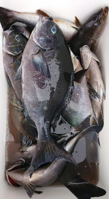 伊豆下田フィッシング 釣果