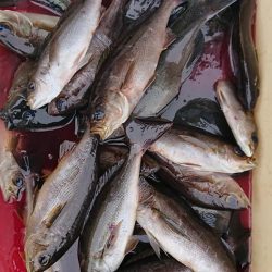 伊豆下田フィッシング 釣果