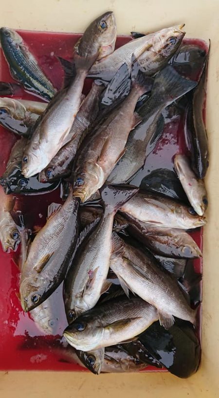 伊豆下田フィッシング 釣果