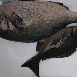 伊豆下田フィッシング 釣果