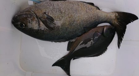 伊豆下田フィッシング 釣果