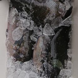 伊豆下田フィッシング 釣果