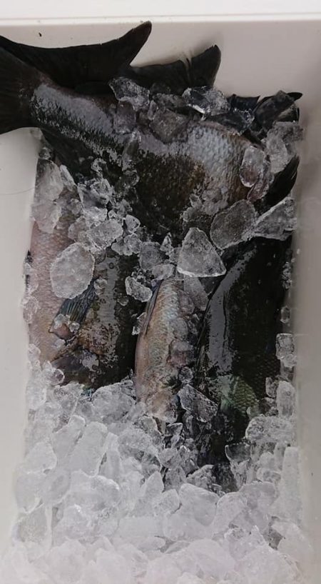 伊豆下田フィッシング 釣果