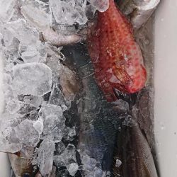 伊豆下田フィッシング 釣果