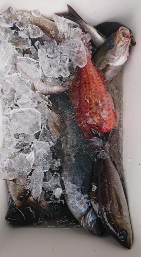 伊豆下田フィッシング 釣果