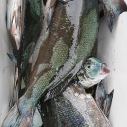 伊豆下田フィッシング 釣果