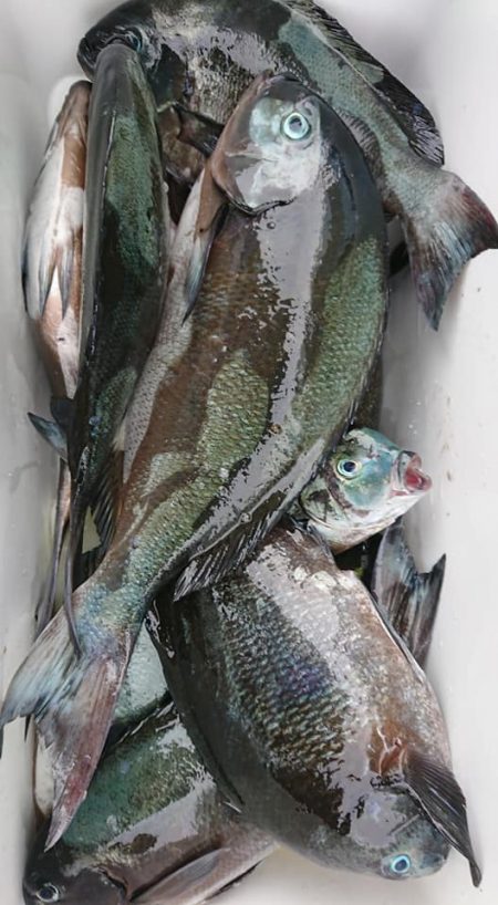 伊豆下田フィッシング 釣果