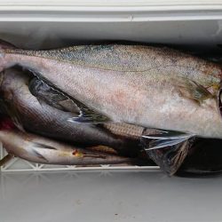 伊豆下田フィッシング 釣果