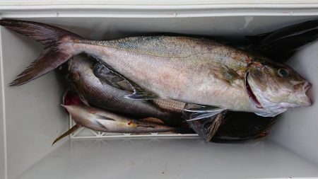 伊豆下田フィッシング 釣果