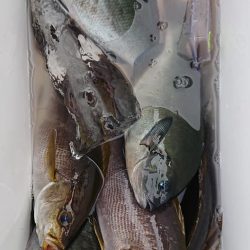 伊豆下田フィッシング 釣果