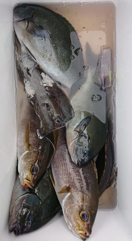 伊豆下田フィッシング 釣果