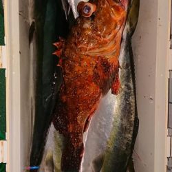 スカイマリン 釣果