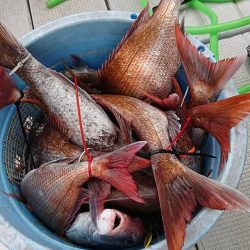 Fisherman Dreams DI 釣果