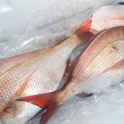 こうゆう丸 釣果