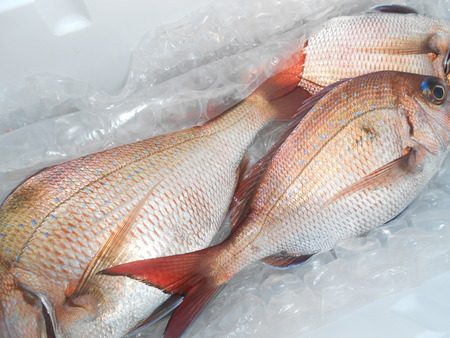 こうゆう丸 釣果