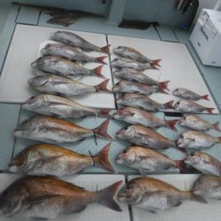 遊漁船 幸友丸 釣果