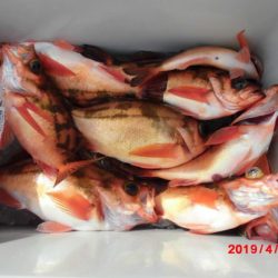 大進丸(新潟) 釣果