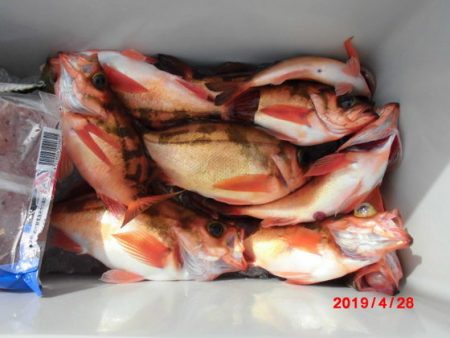 大進丸(新潟) 釣果