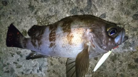 雨が降ってきたので撤退！！