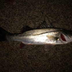 二見メバリング15