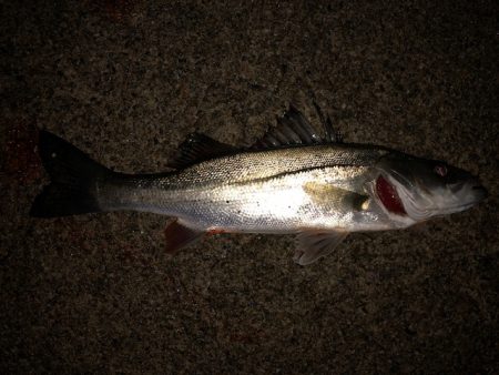 二見メバリング15