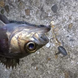 今夜の活性はイマイチ