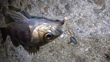 今夜の活性はイマイチ