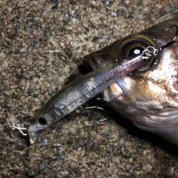 二見メバリング15