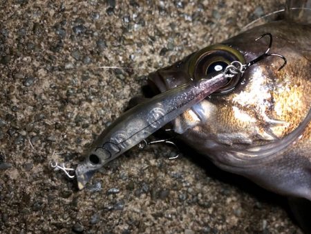 二見メバリング15