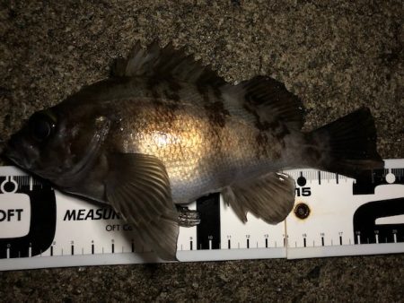 二見メバリング15