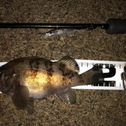 二見メバリング15