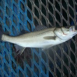 オリジナルメーカー海づり公園(市原市海づり施設) 釣果