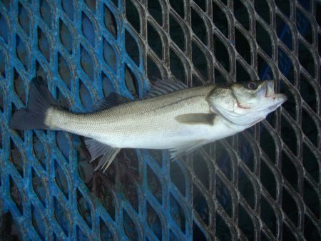 オリジナルメーカー海づり公園(市原市海づり…