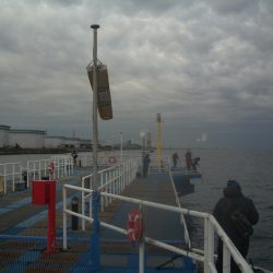 オリジナルメーカー海づり公園(市原市海づり施設) 釣果