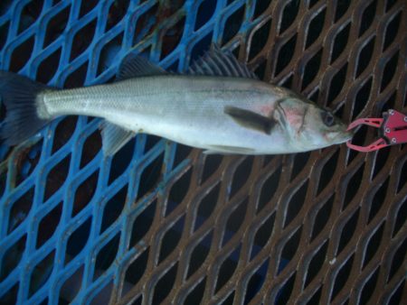 オリジナルメーカー海づり公園(市原市海づり…