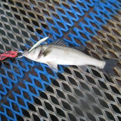 オリジナルメーカー海づり公園(市原市海づり施設) 釣果