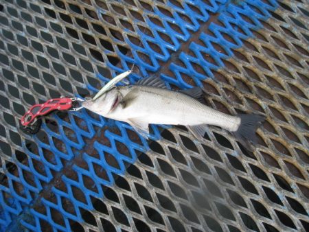 オリジナルメーカー海づり公園(市原市海づり施設) 釣果