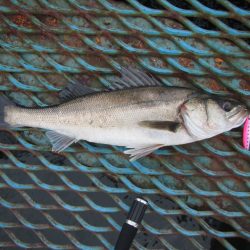 オリジナルメーカー海づり公園(市原市海づり施設) 釣果