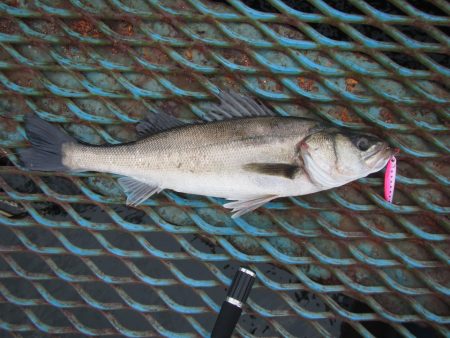オリジナルメーカー海づり公園(市原市海づり施設) 釣果