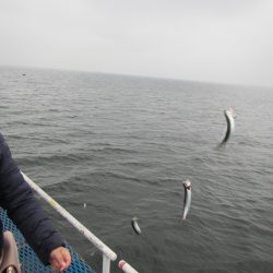 オリジナルメーカー海づり公園(市原市海づり施設) 釣果